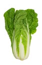 Fresh chinese cabbage isolated on a white background with clipping path Royalty Free Stock Photo