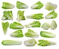 Fresh chinese cabbage and lettuce on white background Royalty Free Stock Photo