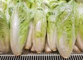Fresh Chinese Cabbage Michilli in vegetable store Royalty Free Stock Photo