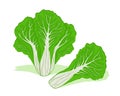 Fresh chinese cabbage vector design. Good organic food for healthy
