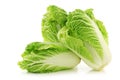 Fresh chinese cabbage