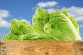 Fresh chinese cabbage in a wooden crate