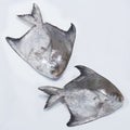 Fresh Chinese Pomfret Fish Royalty Free Stock Photo