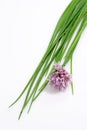 Fresh Chive Royalty Free Stock Photo