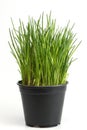 Fresh chive Royalty Free Stock Photo