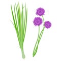 Fresh chives bunch. Vector illustration Royalty Free Stock Photo