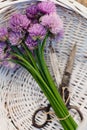 Fresh chives flower