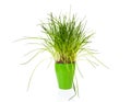 Fresh chives in green pot Royalty Free Stock Photo