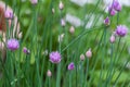 Fresh Chives Growing in Herb Garden Royalty Free Stock Photo
