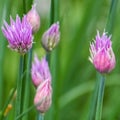 Fresh Chives Growing in Herb Garden Royalty Free Stock Photo