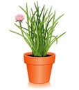 Fresh Chives Herb in a Flowerpot