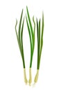 Fresh chives. Vector isolated image on a white background.