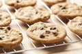 Fresh Chocolate Chip Cookies