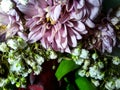 Fresh chrysanthemum flower, close up, selective focus