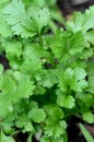 Closeup of a Fresh cilanro Coriandrum sativum plant growing in an urban garden