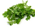 Fresh cilantro bunch