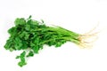Fresh cilantro coriander isolated on white background Royalty Free Stock Photo