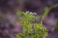 Fresh cilantro flowers