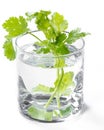 Fresh cilantro in a glass of water