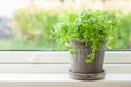 Fresh cilantro herb in flowerpot