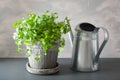 Fresh cilantro herb in flowerpot