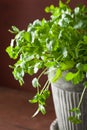 Fresh cilantro herb in flowerpot Royalty Free Stock Photo