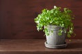 Fresh cilantro herb in flowerpot