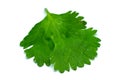 Fresh cilantro spice isolated on white background Royalty Free Stock Photo