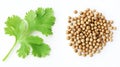 Fresh cilantro sprig and coriander seeds on a white background with clean studio lighting Royalty Free Stock Photo