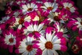 Bright light on pink pericallis x hybrida flower in a balcony Royalty Free Stock Photo