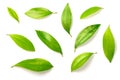 Fresh cinnamon leaves isolated on the white background, top view