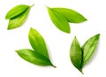 Fresh cinnamon leaves isolated on the white background, top view