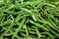 Cissus Quadrangularis or Pet Sung Kat tropical Medicine herb