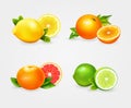 Fresh citric fruit vector set