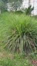 Fresh Citronella Grass Plant in the Garden Royalty Free Stock Photo
