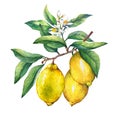 Fresh citrus fruit lemon on a branch with fruits, green leaves, buds and flowers.