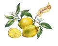 Fresh citrus fruit lemon on a branch with fruits, green leaves, buds and flowers. Label in sketch style. Royalty Free Stock Photo