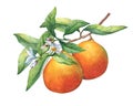 Fresh citrus fruit oranges on a branch with fruits, green leaves, buds and flowers.