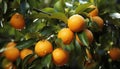Fresh citrus fruits, nature healthy, vibrant refreshment in summer generated by AI
