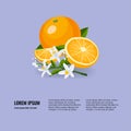 Fresh citrus fruits whole and halves. Oranges vector illustration Royalty Free Stock Photo