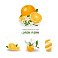 Fresh citrus fruits whole and halves. Oranges vector illustration Royalty Free Stock Photo