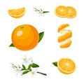 Fresh citrus fruits whole and halves. Oranges vector illustration Royalty Free Stock Photo