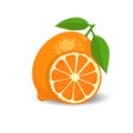 Fresh citrus whole and halves vector Royalty Free Stock Photo