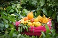 Fresh Citrus Harvest Royalty Free Stock Photo