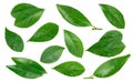 Fresh citrus leaf on white background