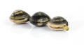 Fresh clams Royalty Free Stock Photo