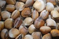 Fresh clams in water at the market Royalty Free Stock Photo