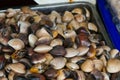 Fresh clams background Royalty Free Stock Photo