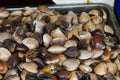 Fresh clams background Royalty Free Stock Photo