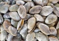 Fresh clams background, seashells close up. rural market in Thailand Royalty Free Stock Photo